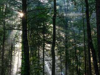 Elkmont Campground — Great Smoky Mountains National Park