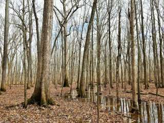 Pike State Forest