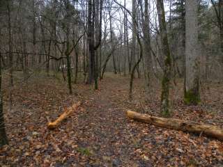 Avery Creek Roadside Camping