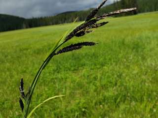 Bunchgrass Lake