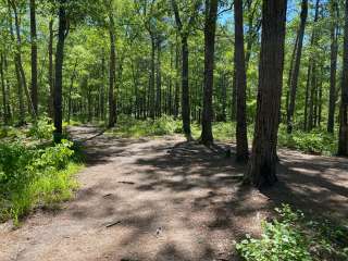 Cheaha Falls Private Backcountry Campsite