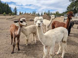 Seven Stars Alpaca Ranch