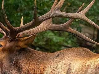 Cataloochee Campground — Great Smoky Mountains National Park