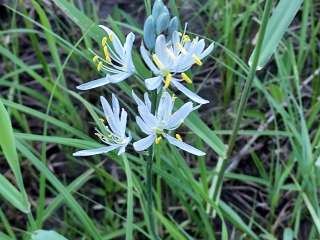 Nez Perce National Forest Newsome Campground