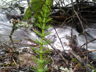 Boyd Creek Campground