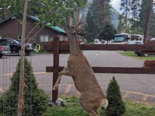 Park at the River Deluxe RV Park