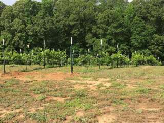 R & R Vineyard