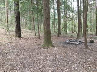 Sipsey Wilderness Backcountry Site (Trail 203 Site C)