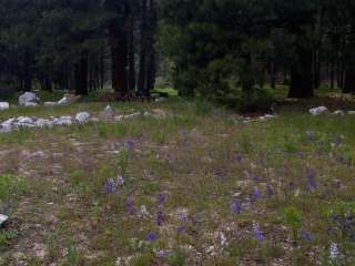 Elks Flat Campground