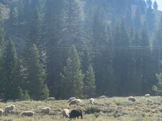 East Fork Baker Creek Campground