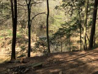 Sipsey Wilderness Backcountry Site (Trail 200 Site I)