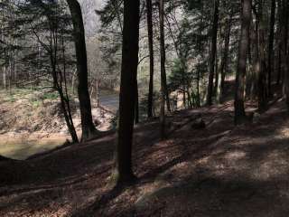 Sipsey Wilderness Backcountry Site (Trail 203 Site B)