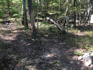 Group Camp near Blue Mountain Shelter — Cheaha State Park