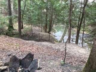 Sipsey Wilderness Backcountry Site (Trail 207 Site A)