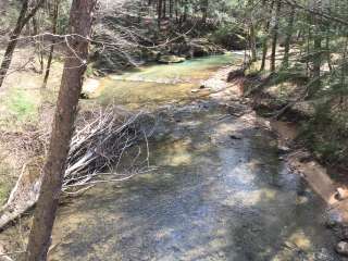 Sipsey Wilderness Backcountry Site (Trail 203 Site A)