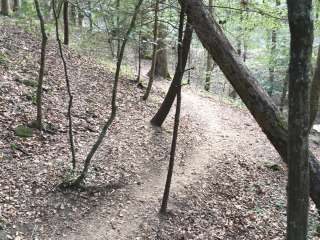 Sipsey Wilderness Backcountry Site (Trail 200 Site K)