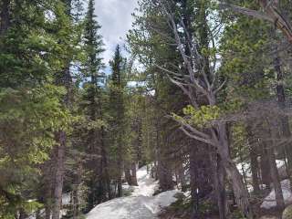 Goblin's Forest Goblin's Forest — Rocky Mountain National Park