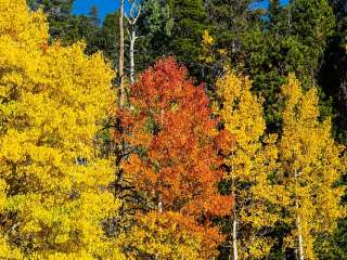 'Best Damn Camp' on Peak to Peak Highway