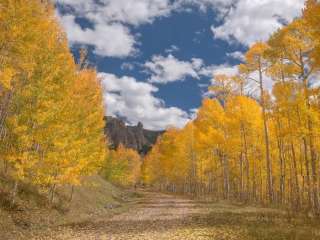 Lodgepole (taylor River Canyon Near Gunnison, Colorado)