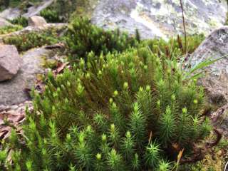 Small Skyway Loop Campground