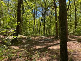 Pinhoti Backcountry Campground near Odum Intersection