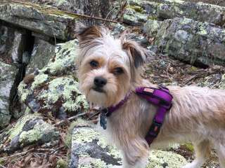 Skyway Loop Trail Turn Campground