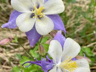 Columbine Campground