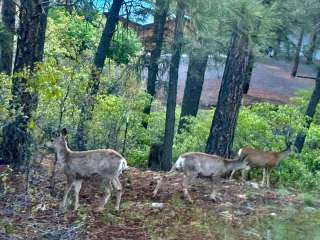 Pagosa Pines RV Park