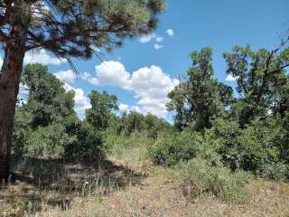 Spruce Mill Road - Dispersed Campsite