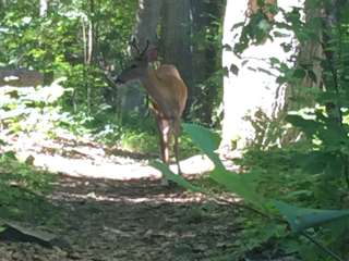 Mills Norrie State Park