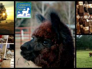 Outstanding Dreams Alpaca Farm