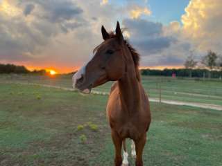 Hoppin Horse Farm RV site