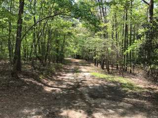 Private Wooded Camping on Pond