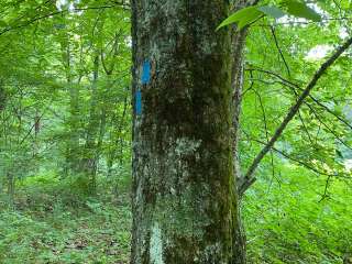 Siler Bald Trail Shelter  TR 373