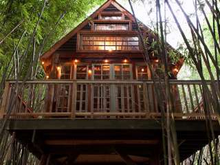 Atlanta Alpaca Treehouse in the Bamboo Forest