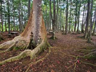 Cloud Forest Temple