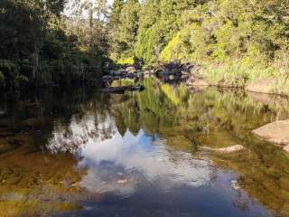 Sugi Grove Primitive - Kokee State Park