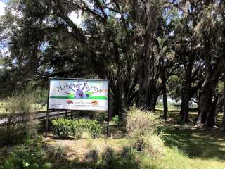 Caceres Organic Blueberry Farms