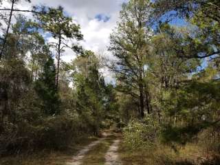 Withlacoochee State Forest - Annutteliga Hammock Trail