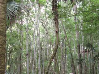 Flat Island Preserve