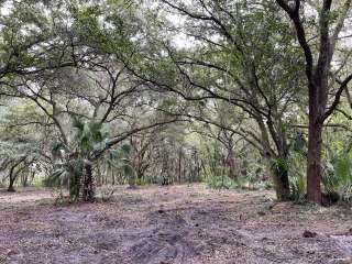 Florida Groves