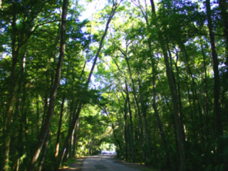 Chassahowitzka River Campground