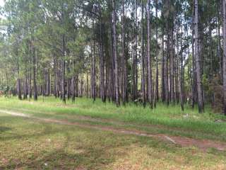 Seminole State Forest - Oaks Camp