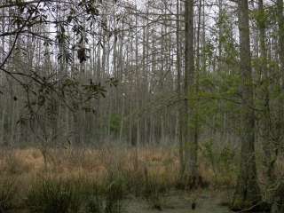 Florida / Groveland Richloam WMA - Bay Lake Camp