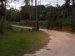 Highlands Hammock State Park