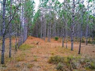 Starkey Wilderness Preserve — Serenova Tract