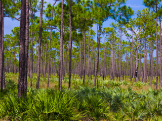 Pine Grove Campground — Jonathan Dickinson State Park