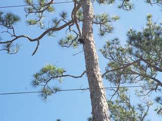 River Camground — Jonathan Dickinson State Park