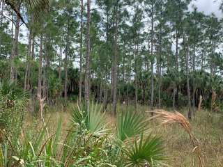 Carpenter Primitive Camp — Big Cypress National Preserve