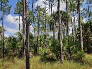 Panther Camp — Big Cypress National Preserve